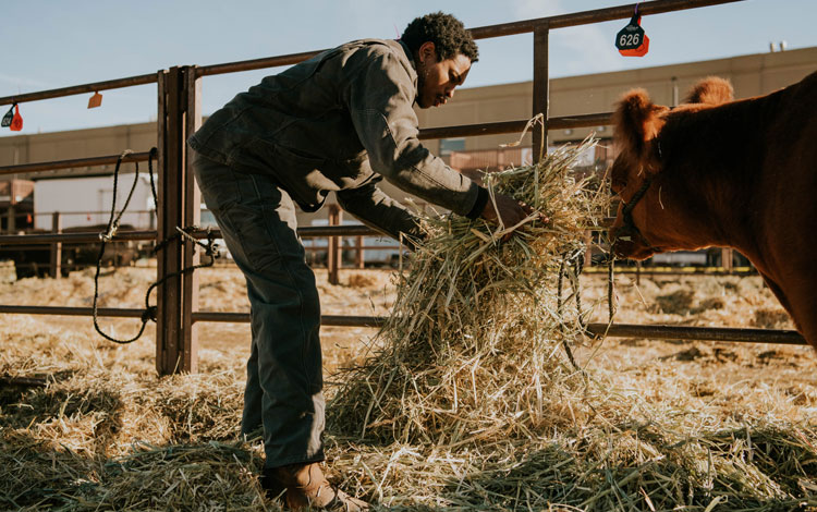 Man gathers and feeds hay to the cow.